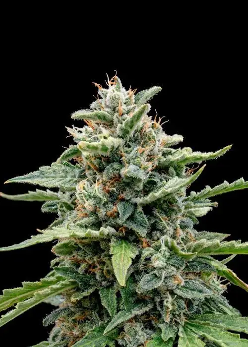 Watermelon Cola Auto