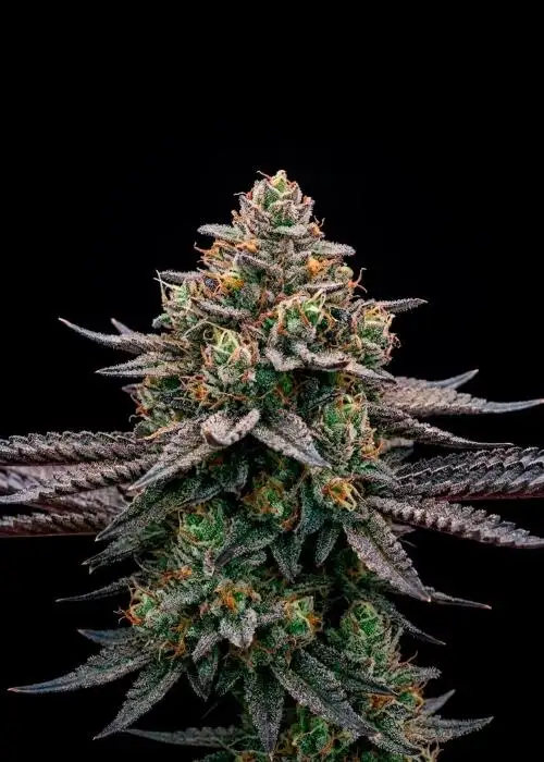 Watermelon Candy