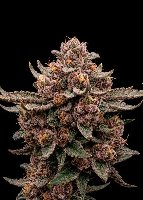 Tropicana Cherry