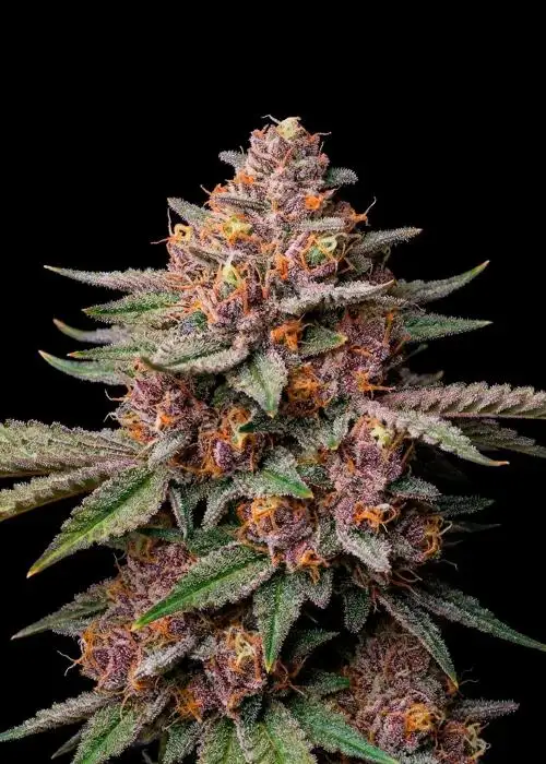 Tropicana Auto