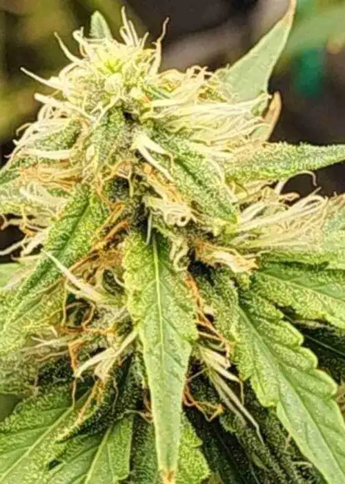 AK Autoflower