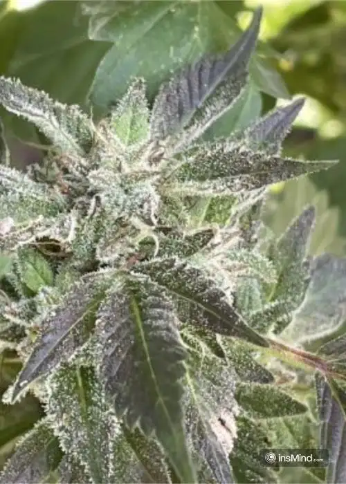 Blue Cheese Autoflower