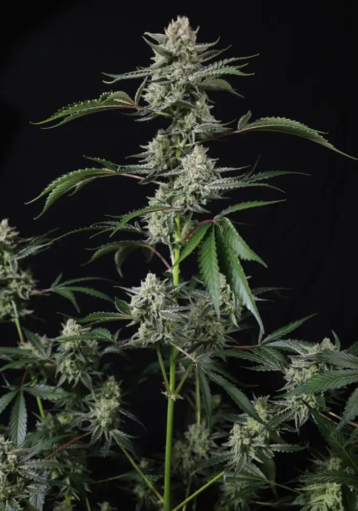 Banana Guava Auto