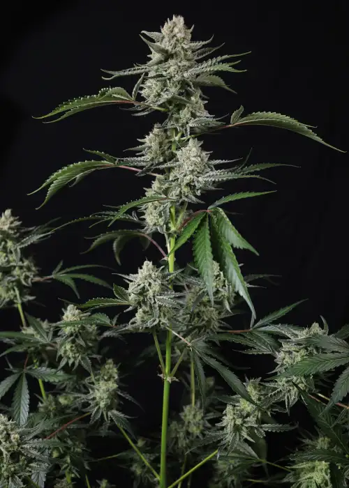 Banana Guava Auto