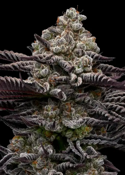 Rose Soda