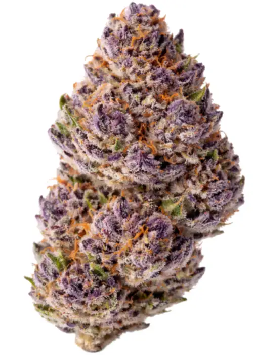 Unicorn Wagyu Autoflower