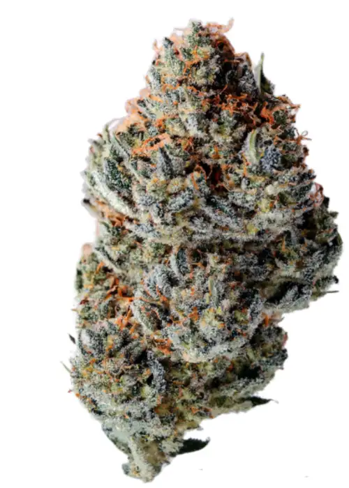 Toad Venum Autoflower