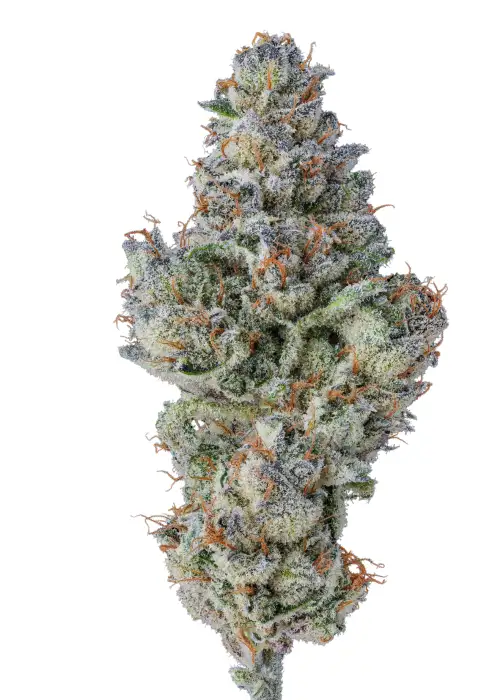 Lobster Butter Autoflower