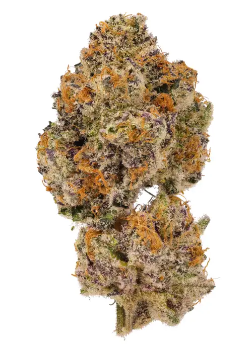 Lemon Cherry Mochi Autoflower