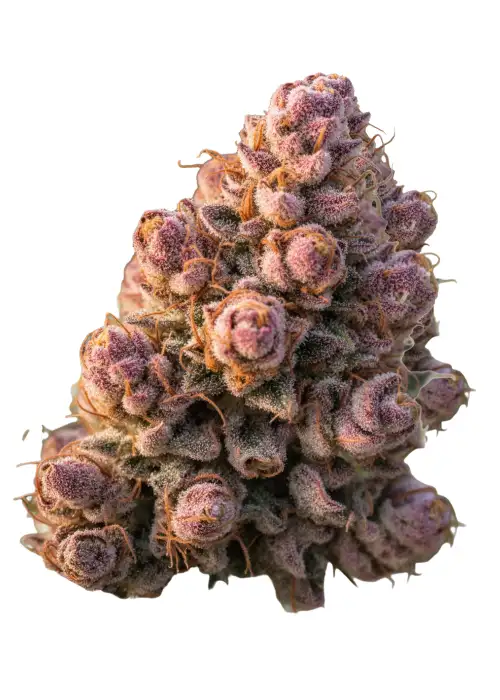 Gello Z Autoflower
