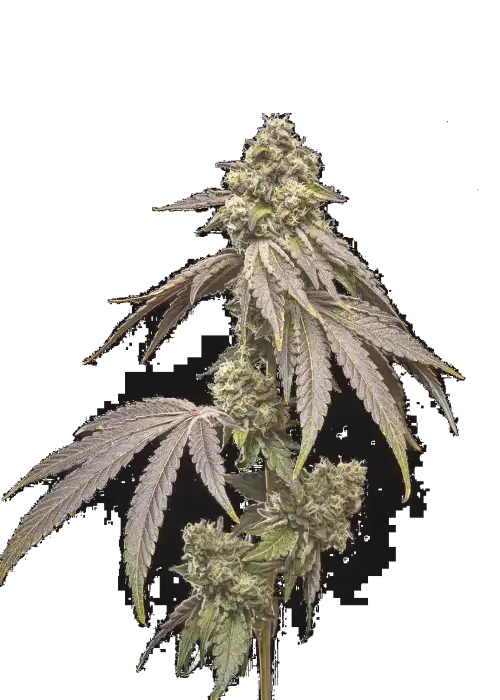 Tropical Kush Fuel