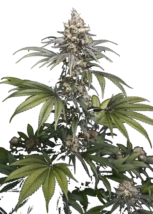 Tropic Gem