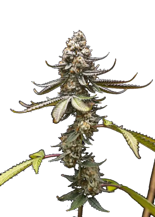 Pink Truffle