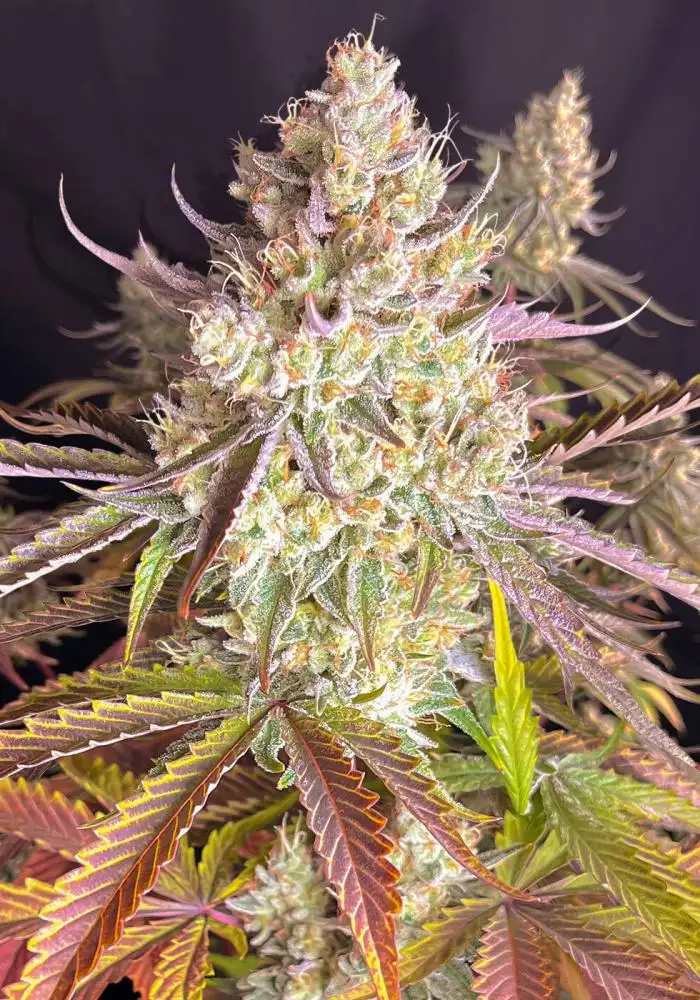 Fruit Bomb Punch