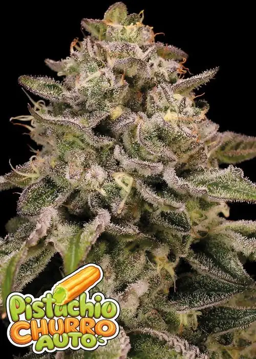 Pistachio Churro Auto
