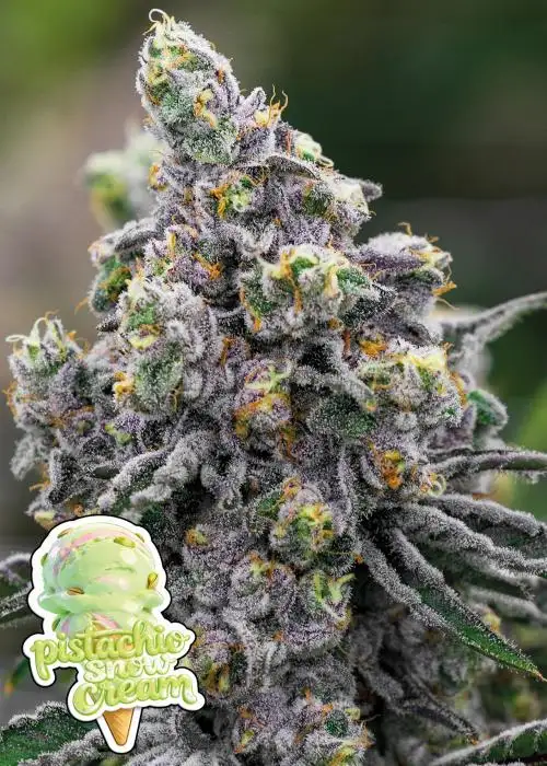 Pistachio Snow Cream