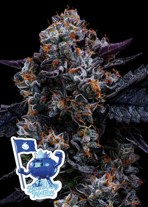 Free Blueberry Nation