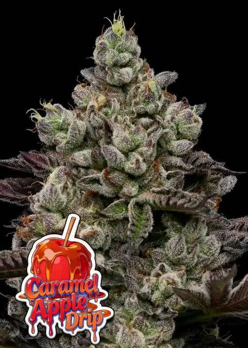 Caramel Apple Drip