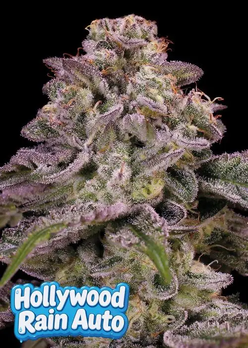 Hollywood Rain Auto