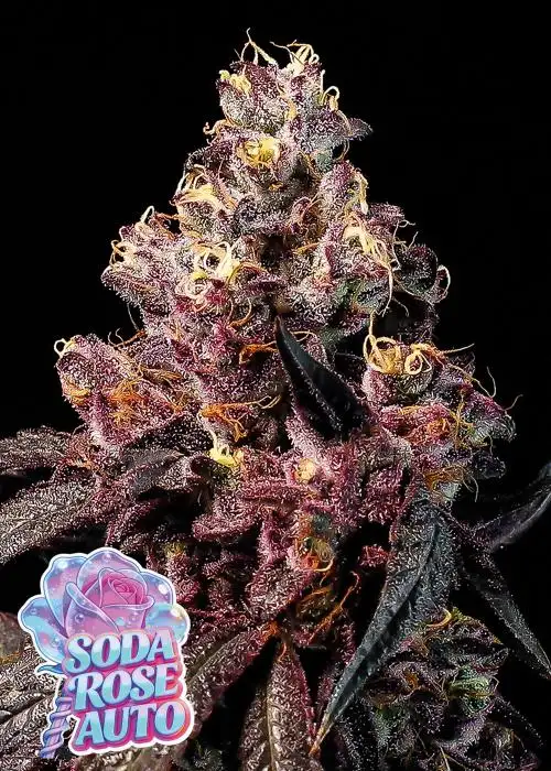 Soda Rose Auto