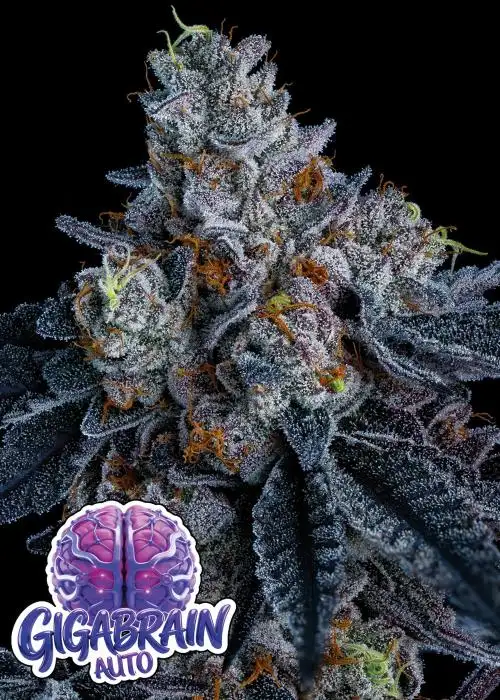 Giga Brain Auto