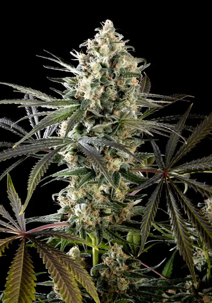 Amnesia Haze Go Fast