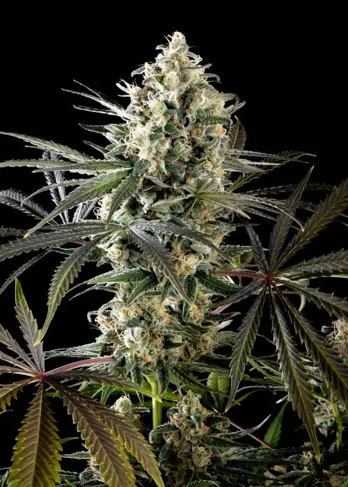 Amnesia Haze Go Fast