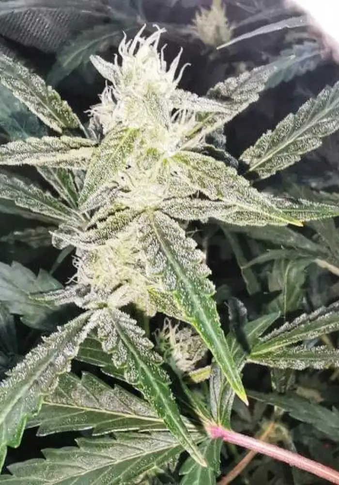Cheese Auto