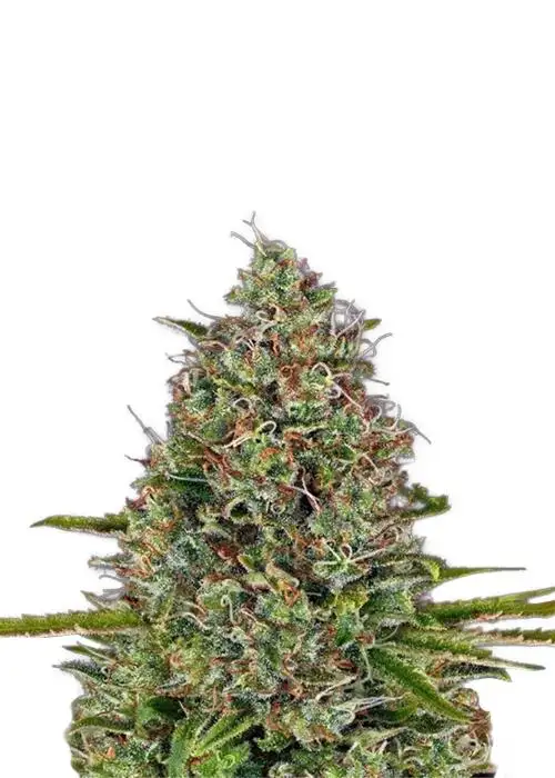 Afghani #1