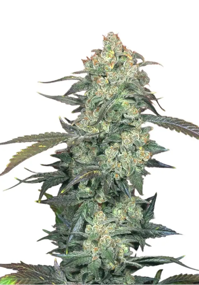 AK 47 Automatic