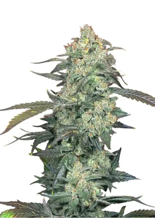 AK 47 Automatic