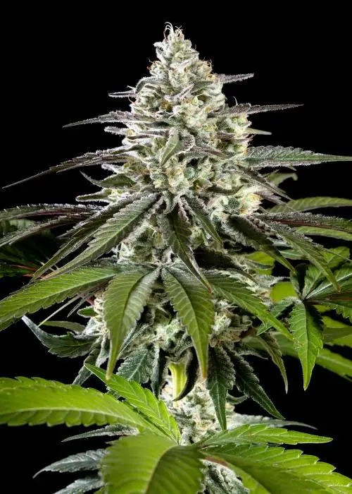 Mexican Sativa