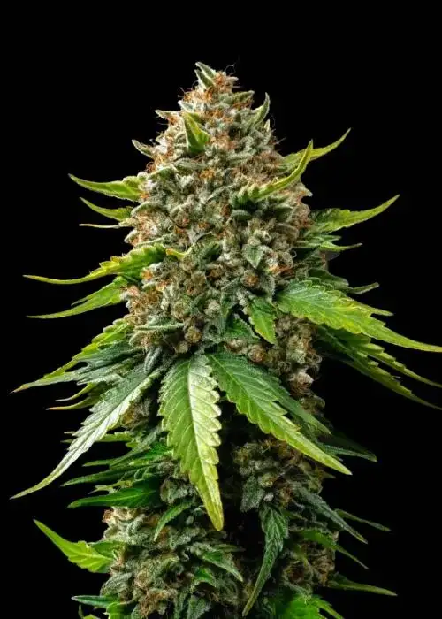 Hashzilla XXL Auto