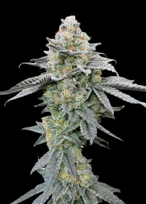 Tropical Anarchy Cream