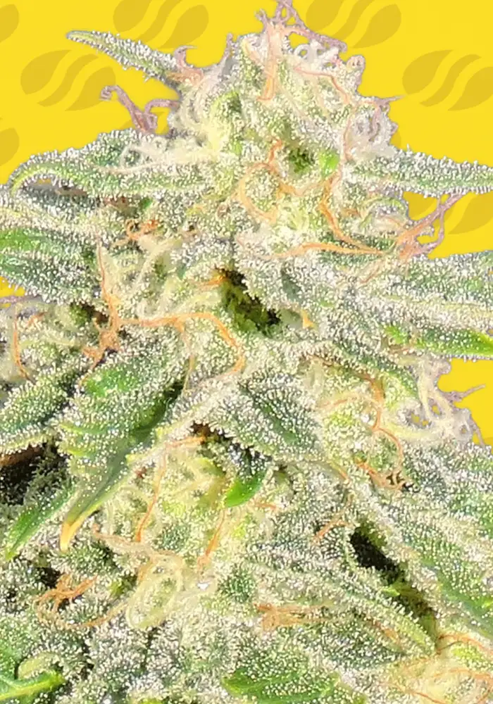 Jack Herer Auto