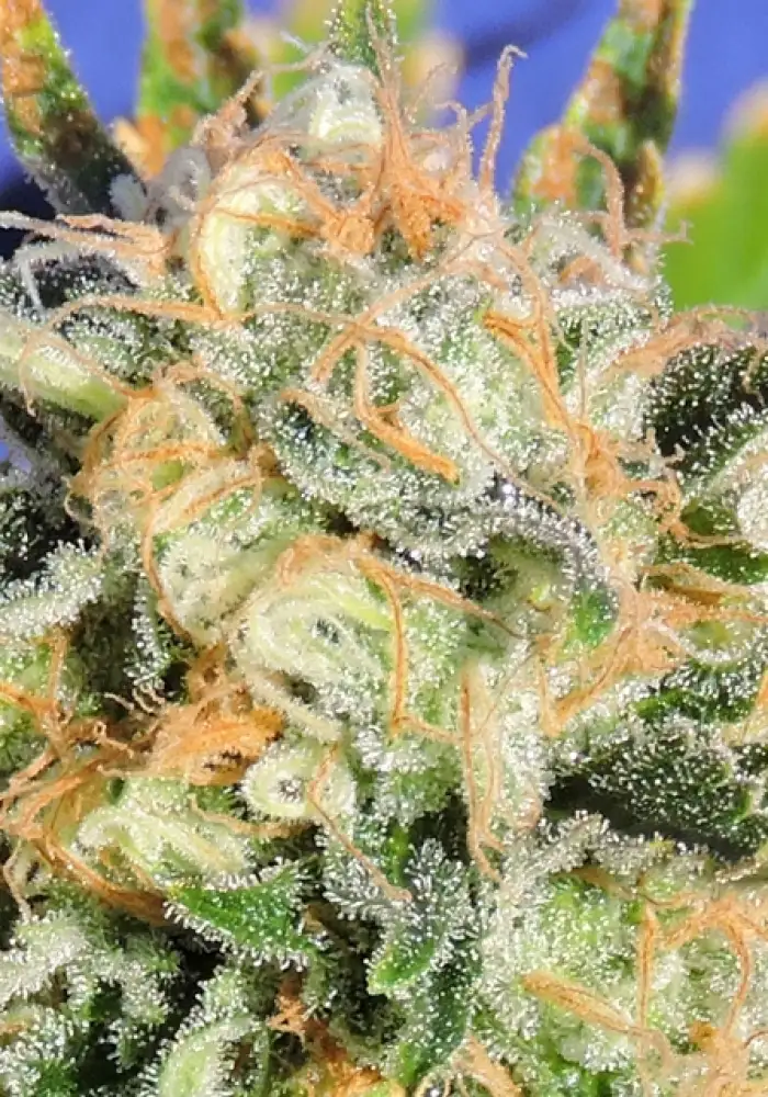 Critical Diesel Auto
