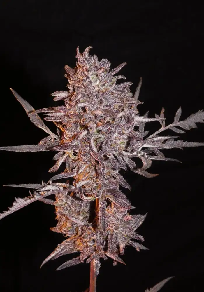 Frosty's Auto Freak
