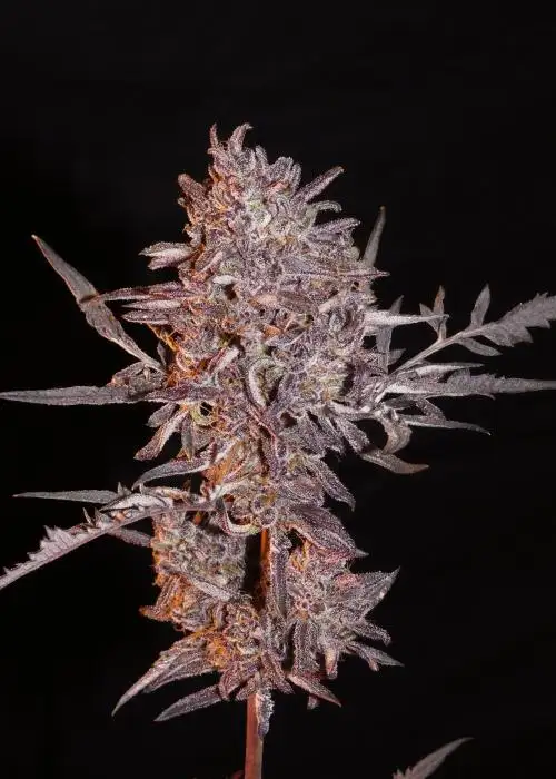 Frosty's Auto Freak