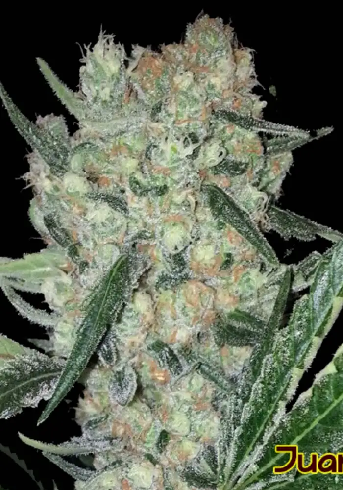 Juanita Feminized Seeds