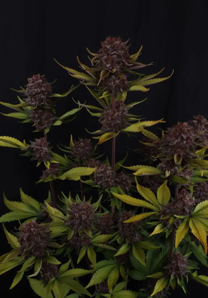 Purple Lemonade Auto RF3