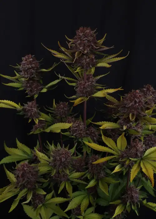 Purple Lemonade Auto RF3