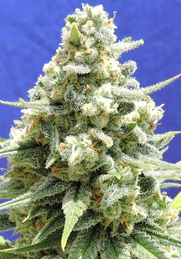 Amnesia Lemon Kush