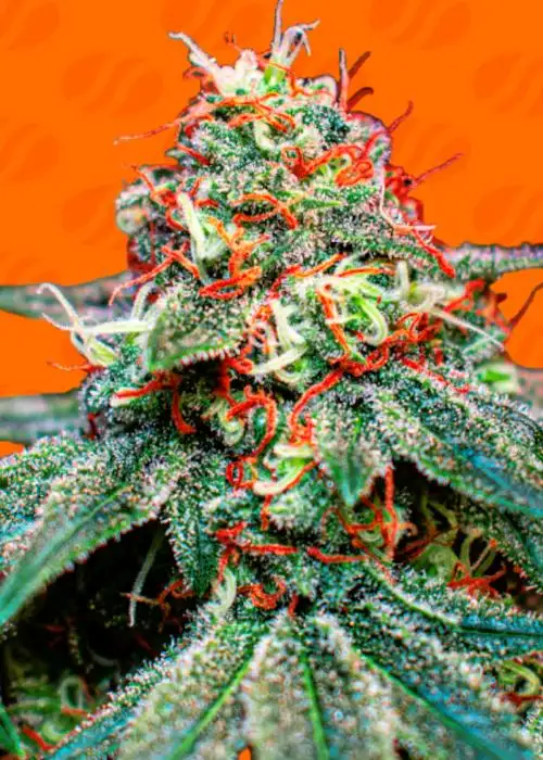 Banana Cream OG