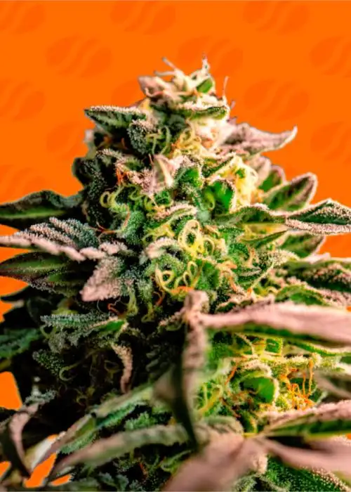 Mango Crack