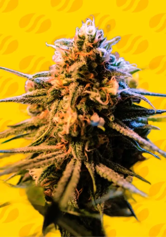 Auto Orange Gorilla XL
