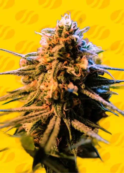 Auto Orange Gorilla XL