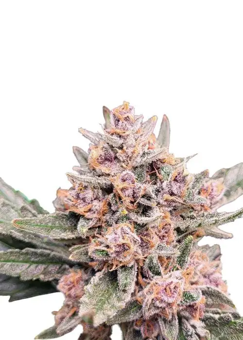 Gelato #41