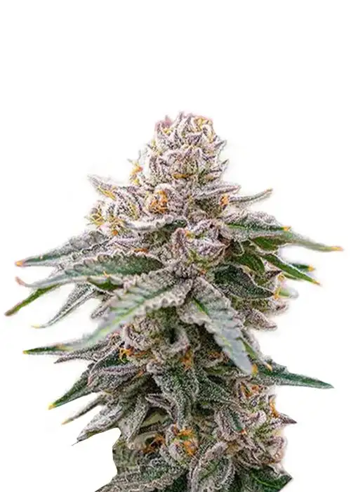 Grape Gas