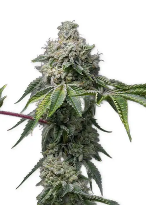 Hawaiian Snow Auto