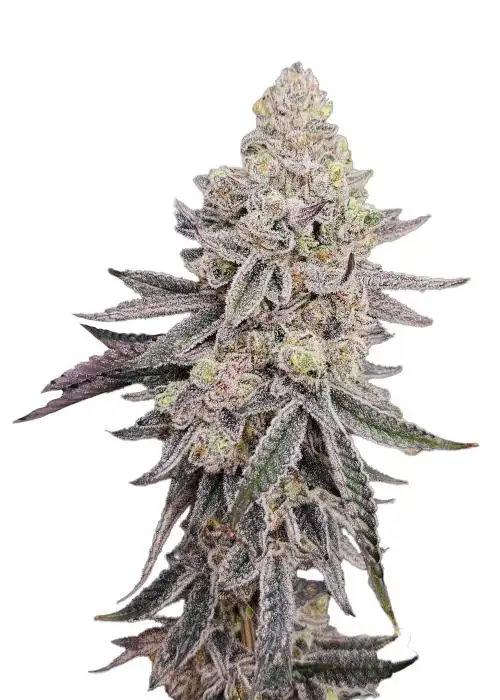 French Truffle